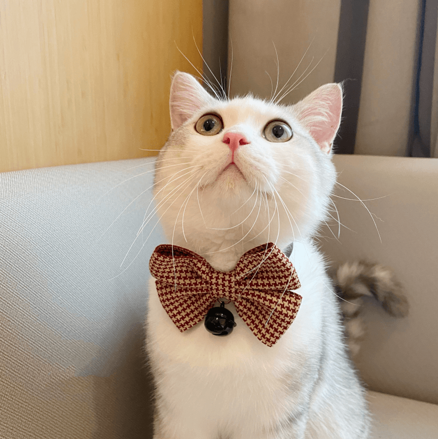 Pet Collar Puppet Cat Bow Decoration - The Purrfect Pawsome Bow Tie!