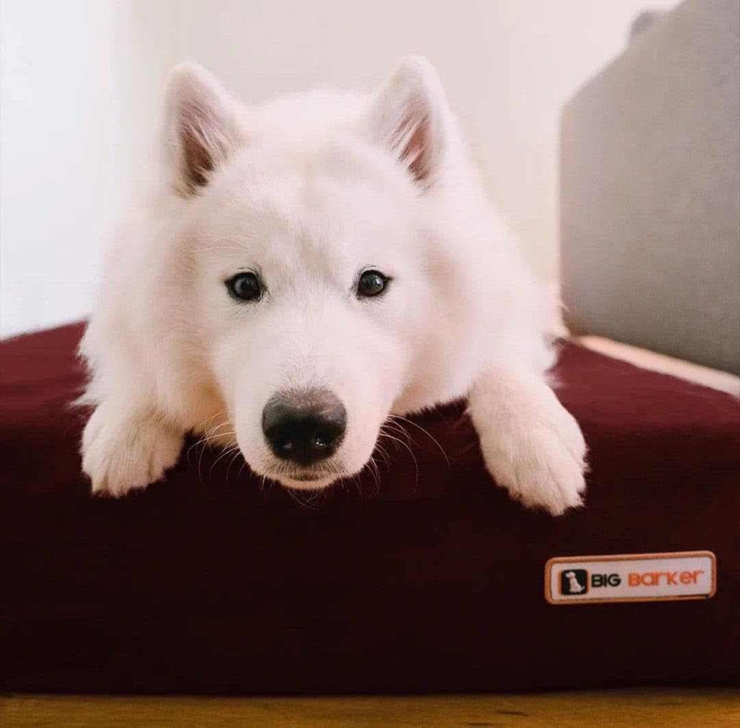 Barker Beds Large Orthopedic Dog Bed for Large Dogs - Premium 7" Thick Cushion with Washable Microsuede Cover - Durable XL Pet Bed - Made in USA (Burgundy)